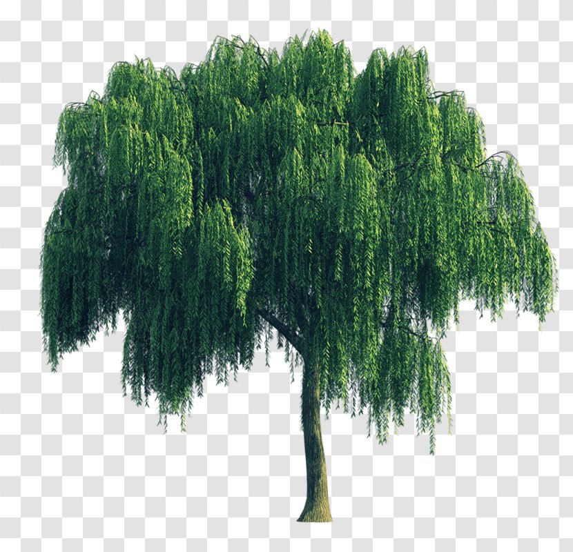 Tree Weeping Willow Transparent PNG