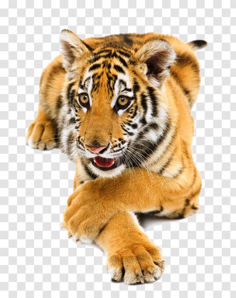 Preview Download Bengal Tiger South China - Terrestrial Animal - Lg Transparent PNG