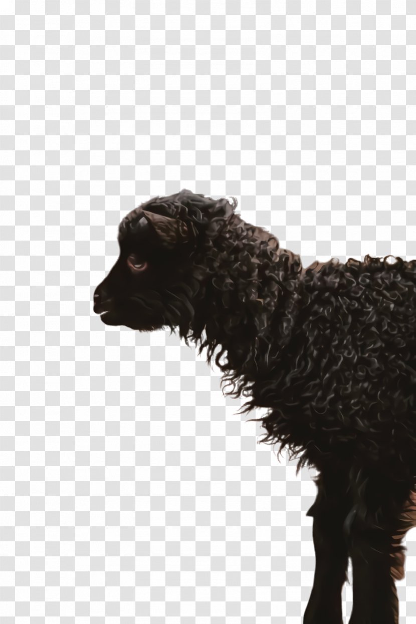 American Bulldog - Breed - Poodle Spaniel Transparent PNG