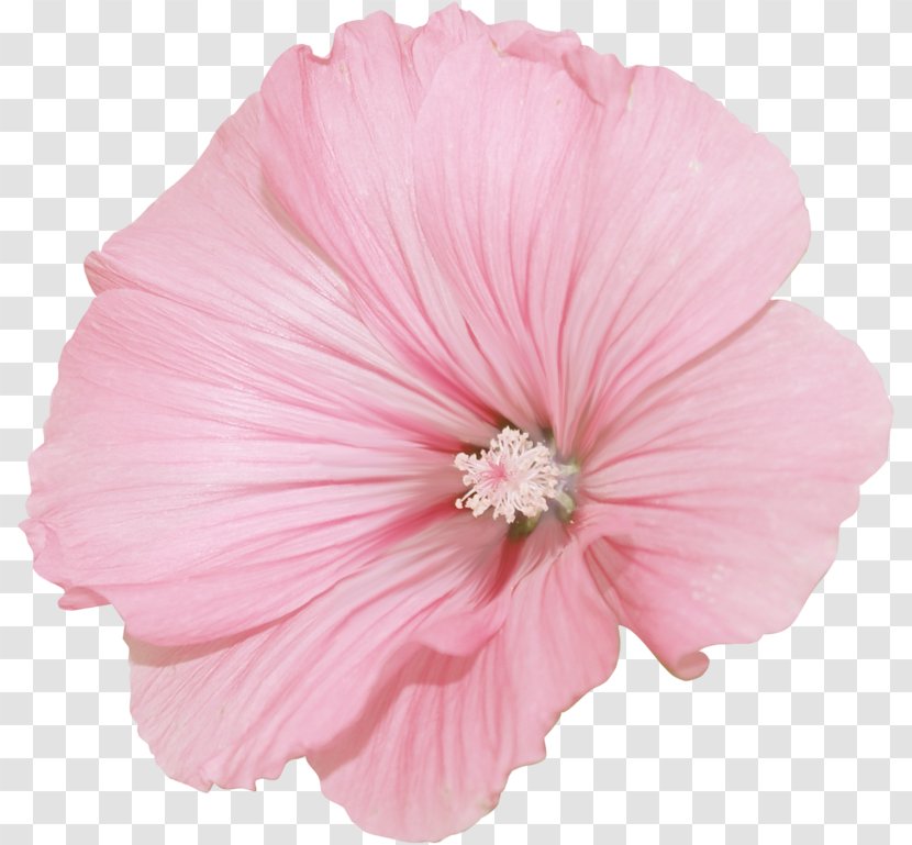 Pink Flower Cartoon - Mallow - Perennial Plant Morning Glory Transparent PNG