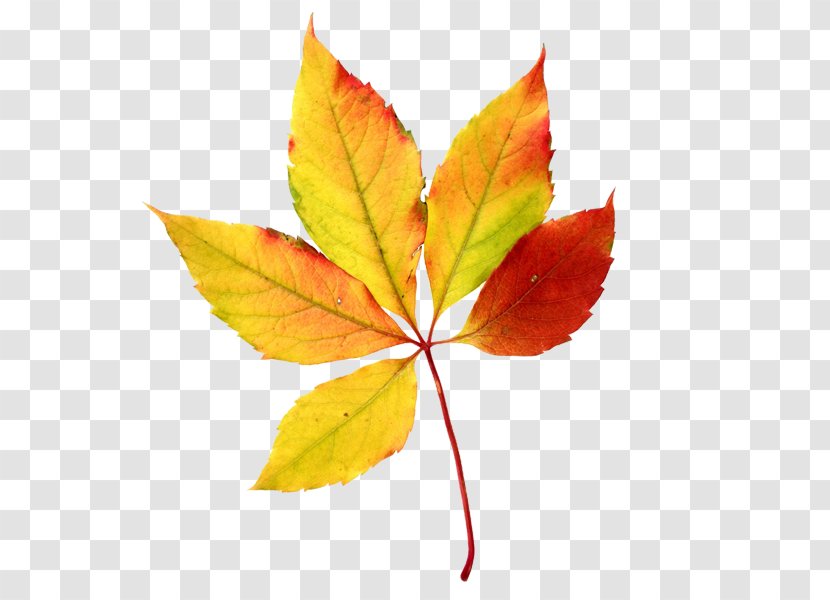 Autumn Leaf Color Maple Clip Art - Yellow - Watercolor Leaves Transparent PNG