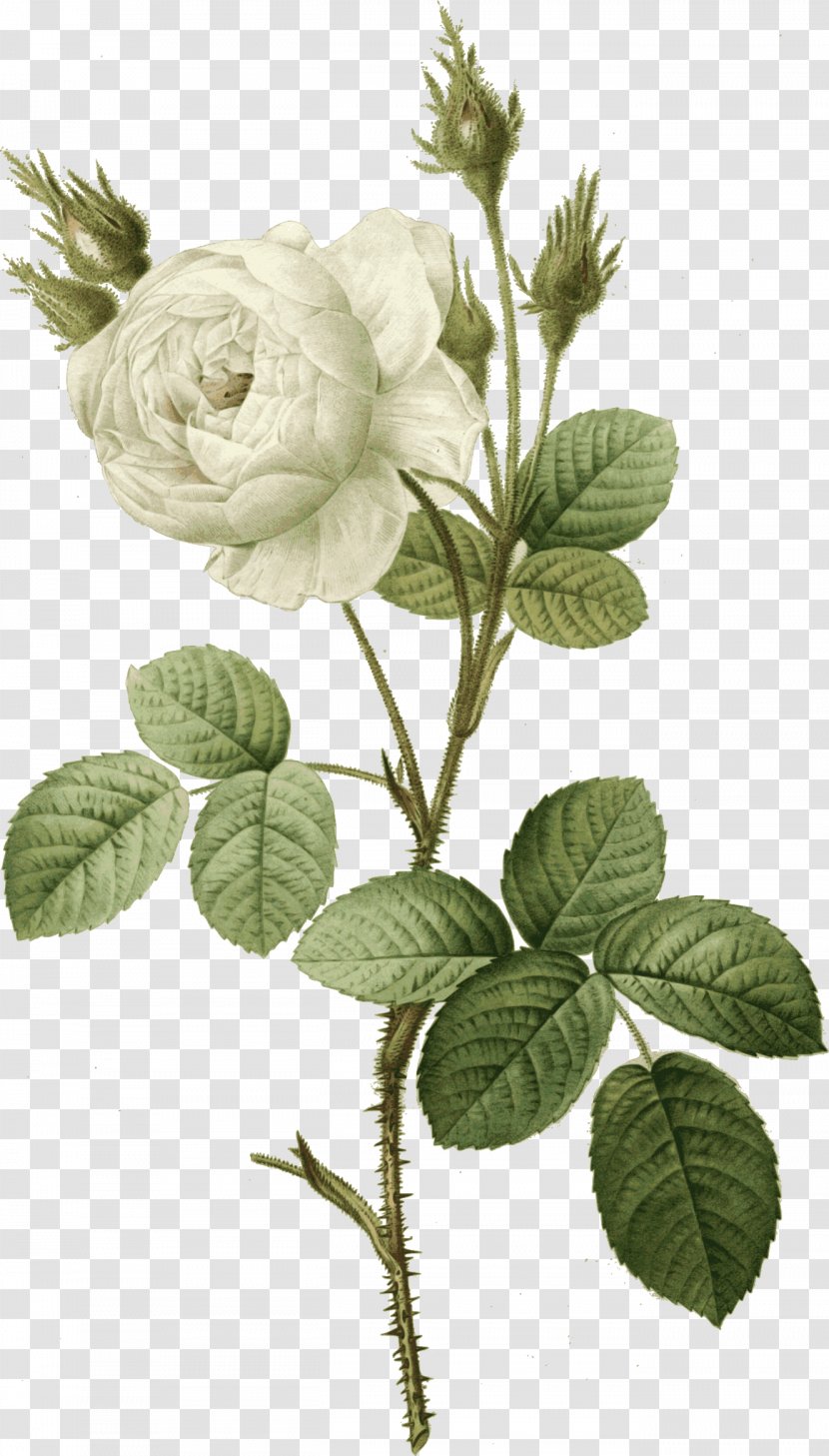 Rose Clip Art - Flowering Plant - Pierrejoseph Redoutxe9 Transparent PNG
