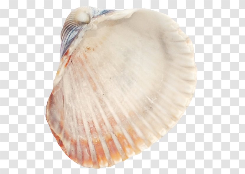 Cockle Seashell Tellinidae Conchology Veneroida Transparent PNG