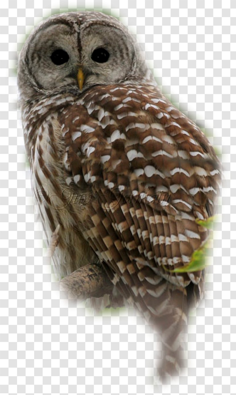 Great Grey Owl Tawny Little Transparent PNG