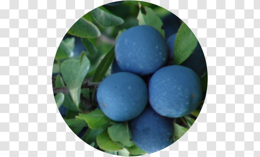 Blueberry Bilberry Damson - Berry Transparent PNG