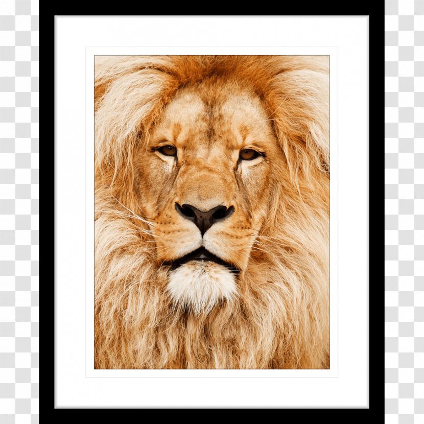 Cat East African Lion Felidae Wildlife - Art Transparent PNG