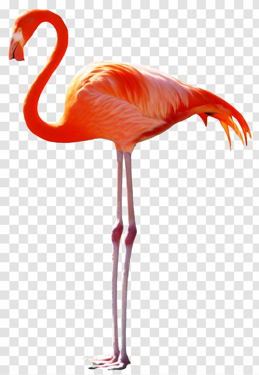 Bird Pelican Greater Flamingo - Pixel - The Long-legged Birds Fairy Tale Transparent PNG