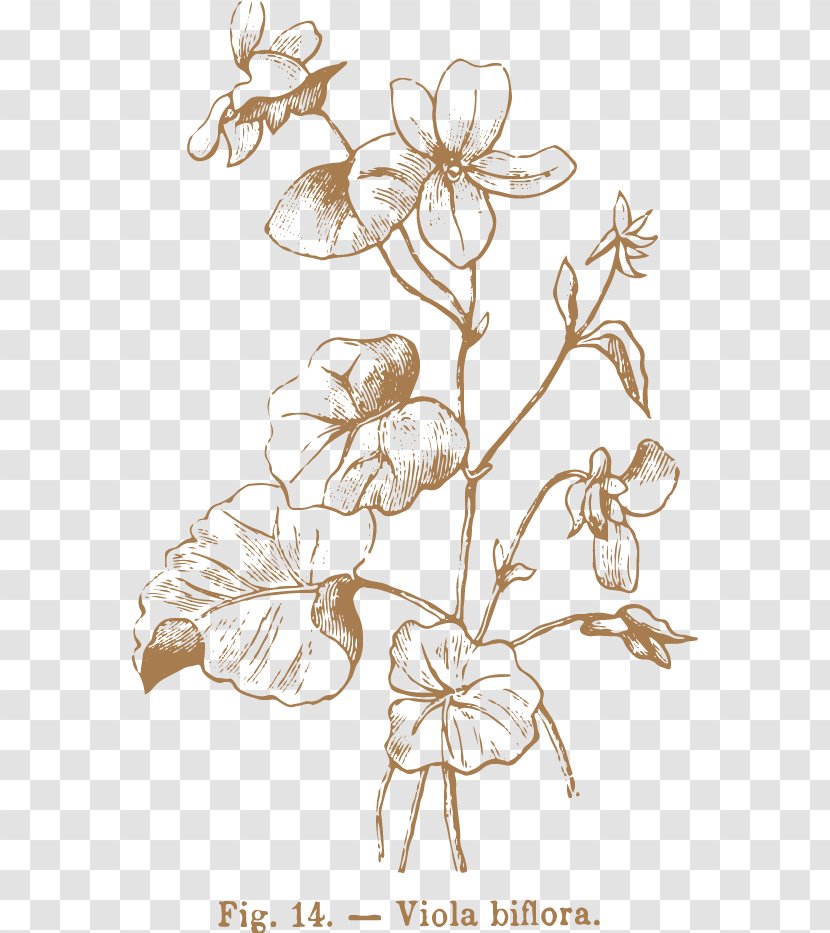 Floral Design Drawing Royalty-free - Monochrome Photography Transparent PNG