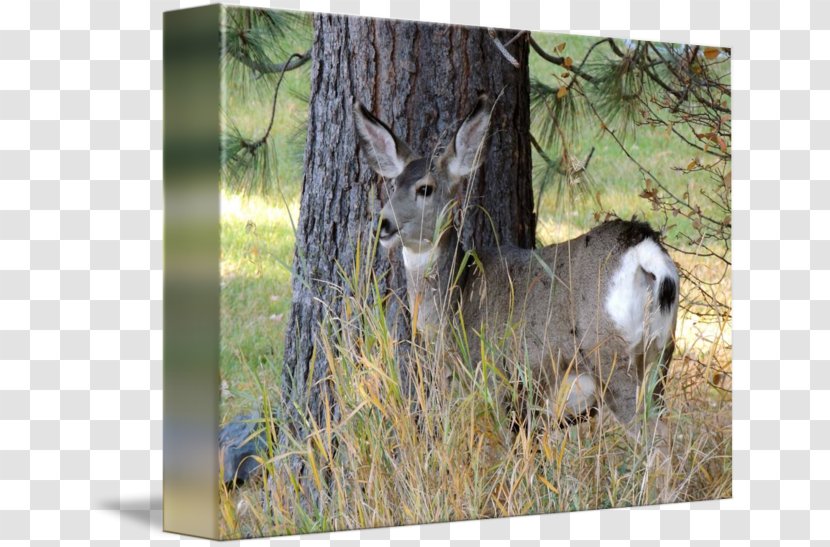 White-tailed Deer Antelope Musk Elk - Animal Transparent PNG