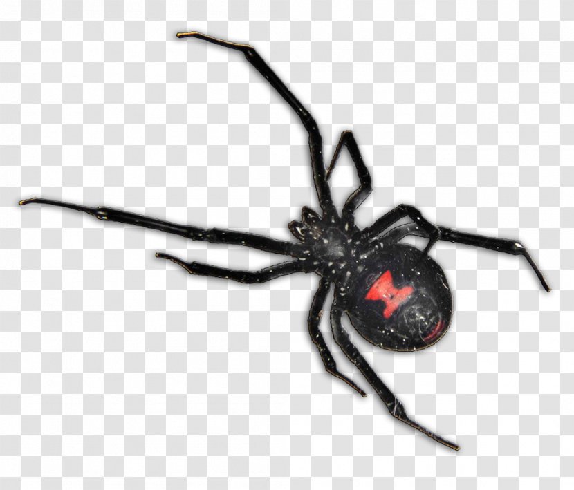 Spider Bite Brown Widow Southern Black Recluse - Pest Control Transparent PNG