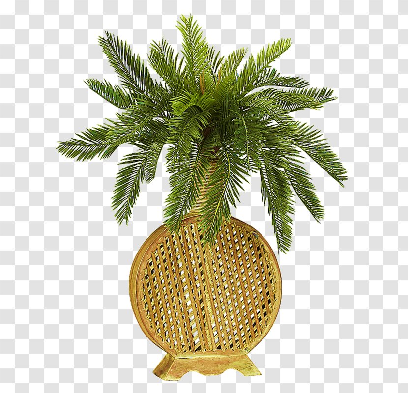 Plant Cycad Green Vase Flower - Decorative Arts Transparent PNG