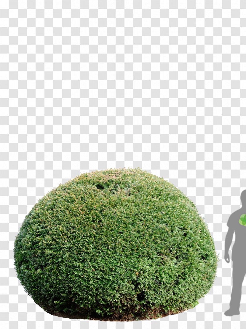 English Yew Tree Bonsai Berry - Green - Taxus Transparent PNG