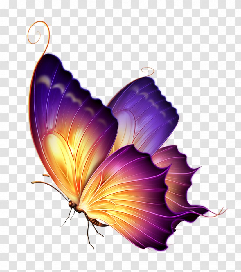 Butterfly Color Purple Clip Art - Moths And Butterflies Transparent PNG