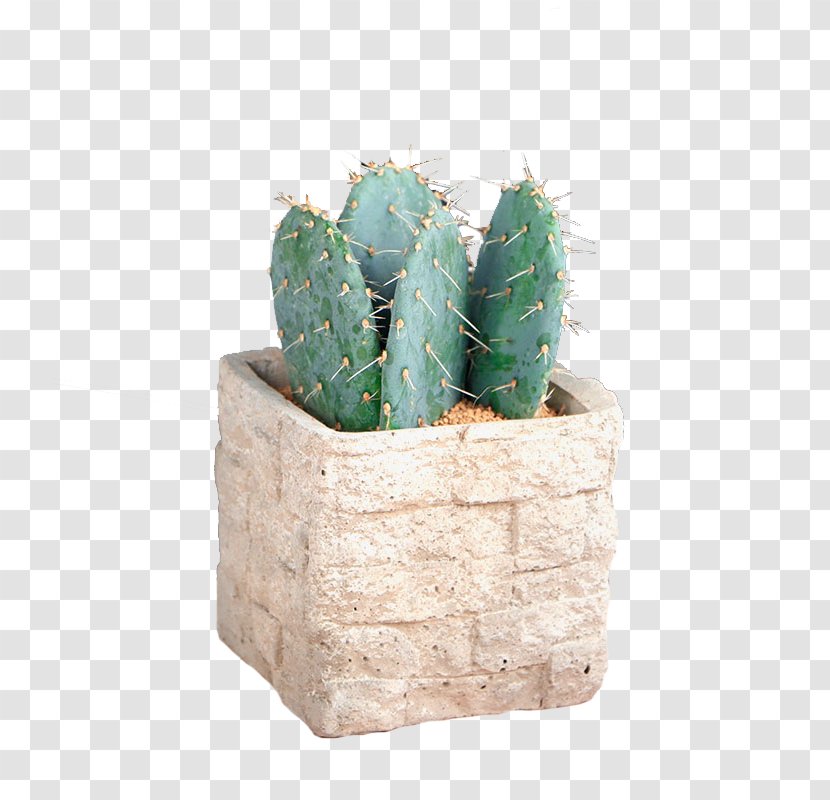 Cactus Image Desktop Wallpaper Opuntia Monacantha Flowerpot - Penjing - Potted Transparent PNG