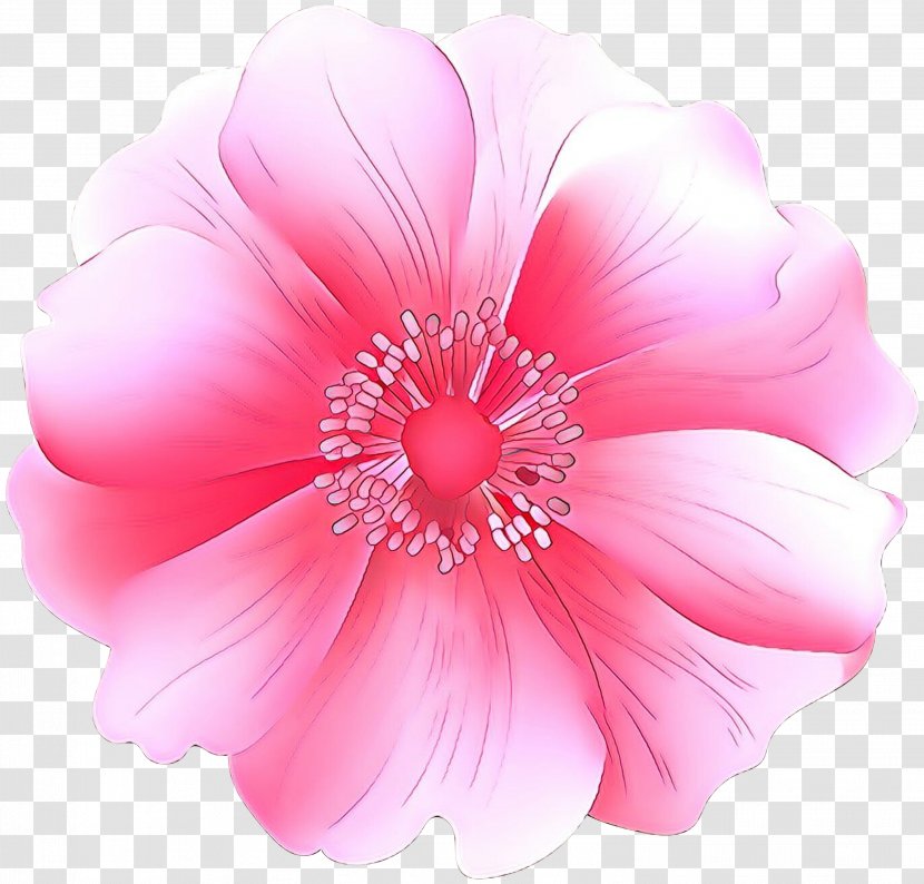 Pink Petal Flower Plant Hibiscus - Mallow Family Wildflower Transparent PNG