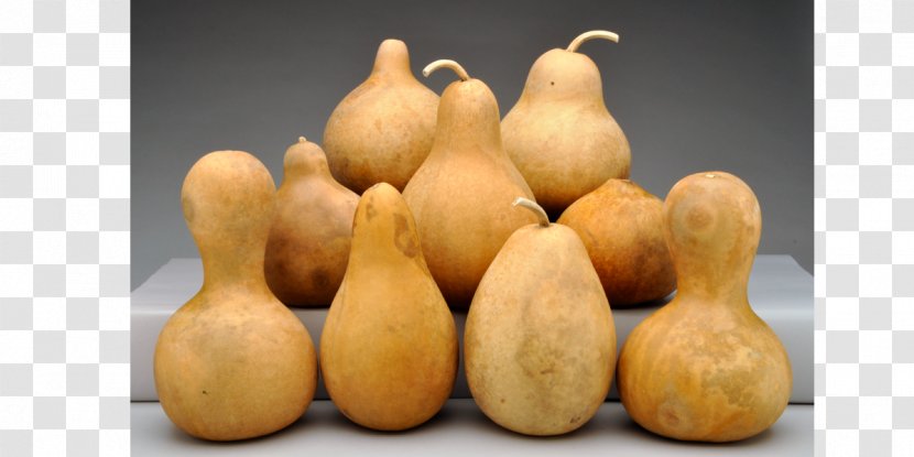 Gourd Calabash Cucurbitaceae Calabaza - Order - Shape Transparent PNG