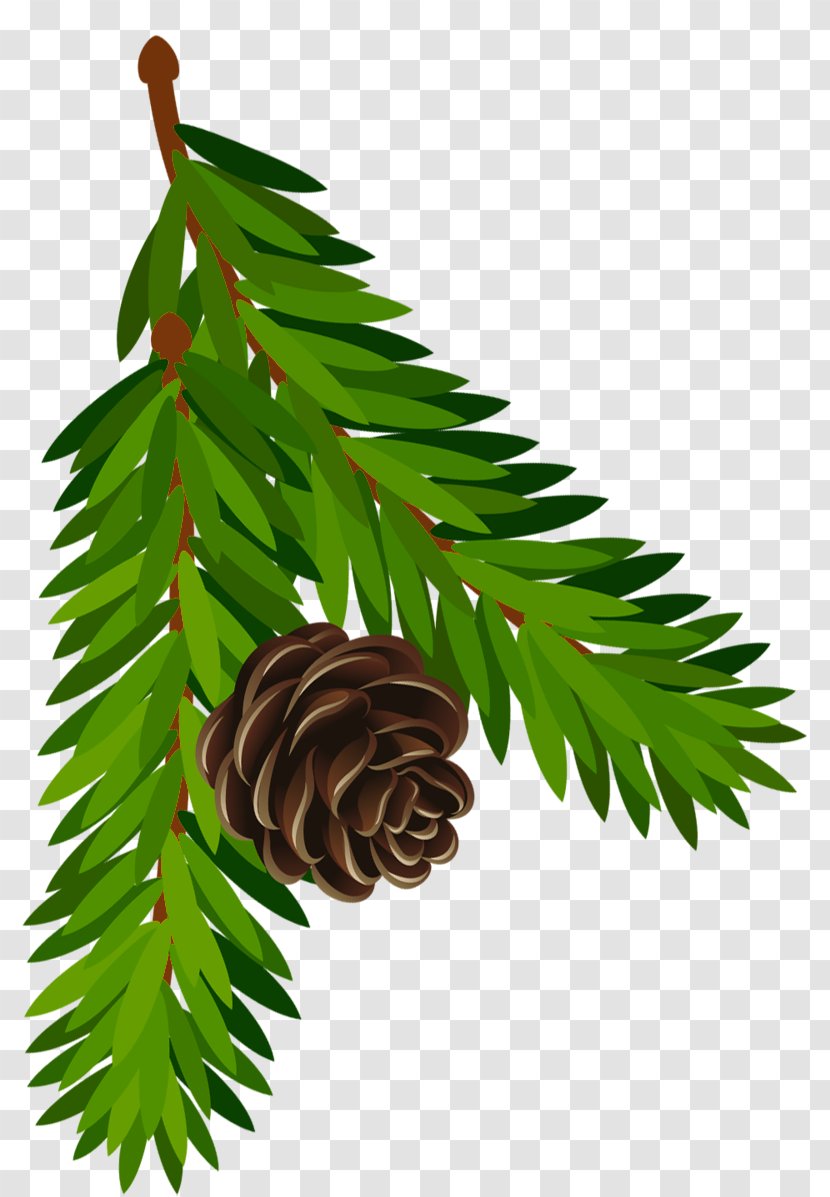 Pinus Contorta Conifer Cone Branch Clip Art - Christmas Ornament - Pine Transparent PNG