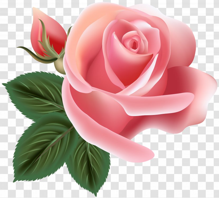 Garden Roses Centifolia Rosa Chinensis Floribunda Floral Design - Rose - Pink Clip Art Image Transparent PNG
