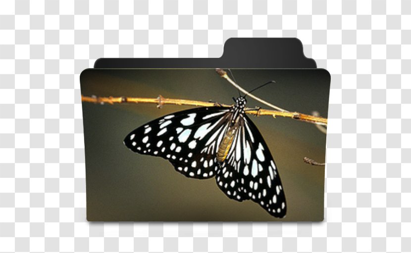 Monarch Butterfly Pieridae Transparent PNG