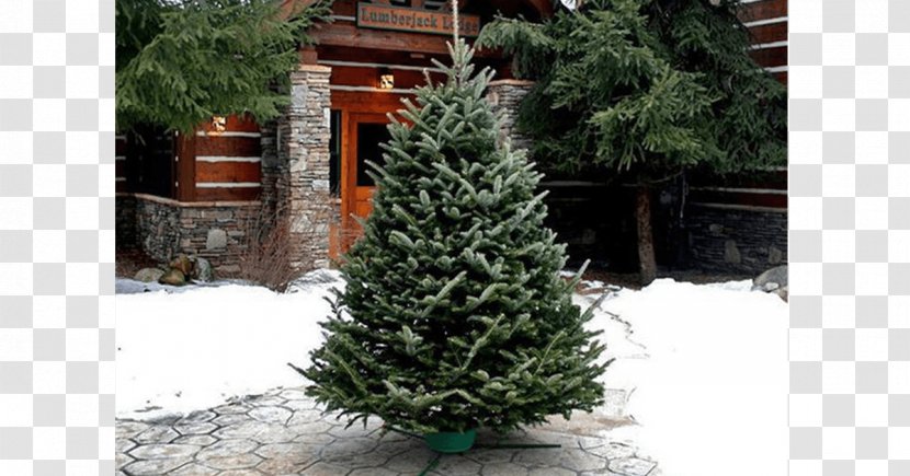 Christmas Tree Fraser Fir White Spruce Pine Transparent PNG