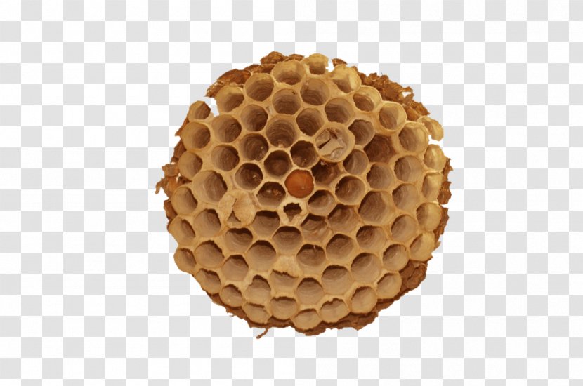 Honeycomb Honey Bee Beehive - Invertebrate - Hornet's Nest Material Transparent PNG