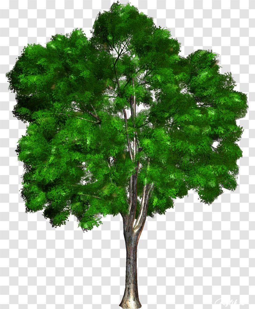 Tree Woody Plant Ornamental Clip Art - Photography - Green Transparent PNG