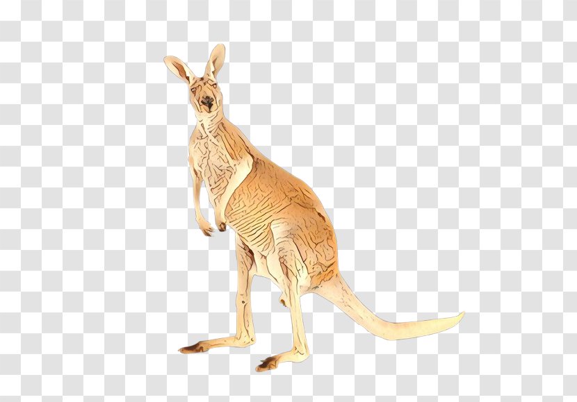 Kangaroo Macropodidae Red Wallaby - Tail Terrestrial Animal Transparent PNG