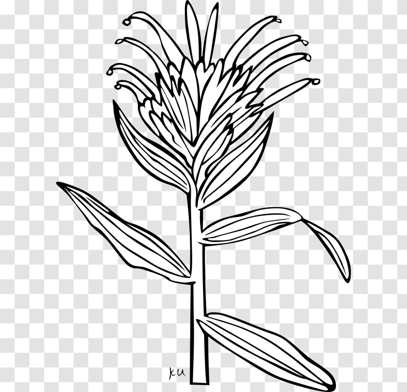 Wyoming India Castilleja Miniata Linariifolia Clip Art - Flowering Plant - Public Domain Drawings Transparent PNG