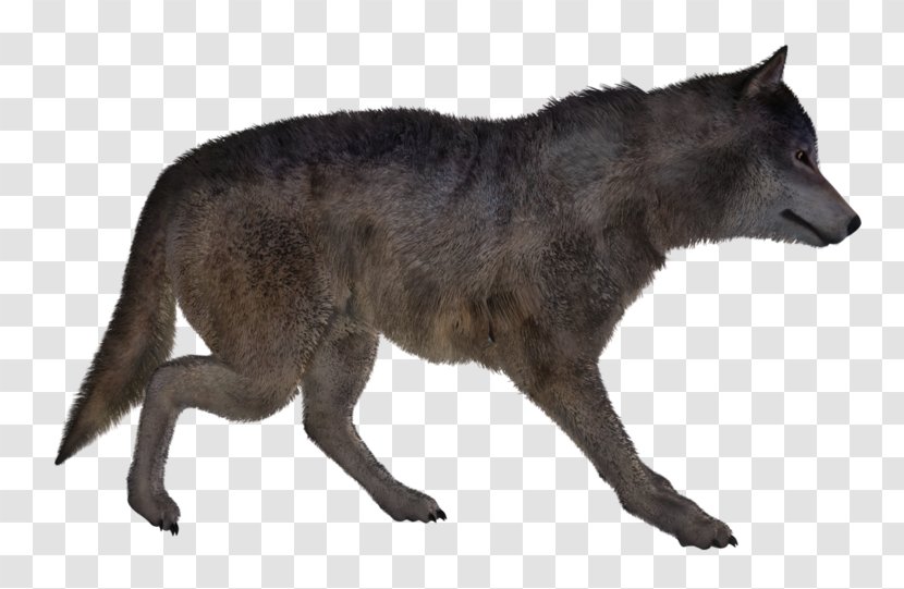 Coyote Alaskan Tundra Wolf Dog Image - Animal Transparent PNG