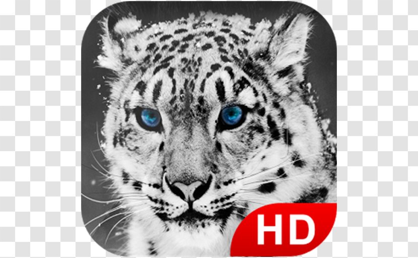 Snow Leopard Tiger Desktop Wallpaper Big Cat - Jaguar Transparent PNG