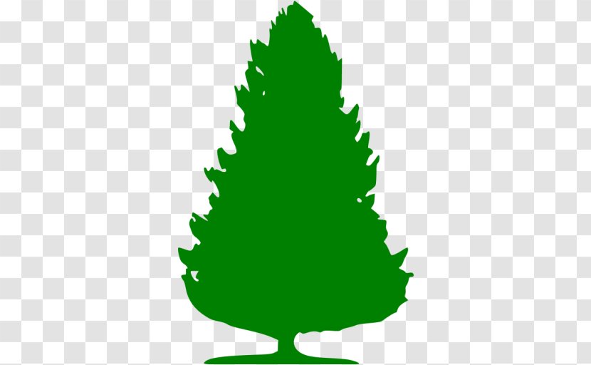 Spruce Christmas Tree Pine Management - Free Negro Transparent PNG
