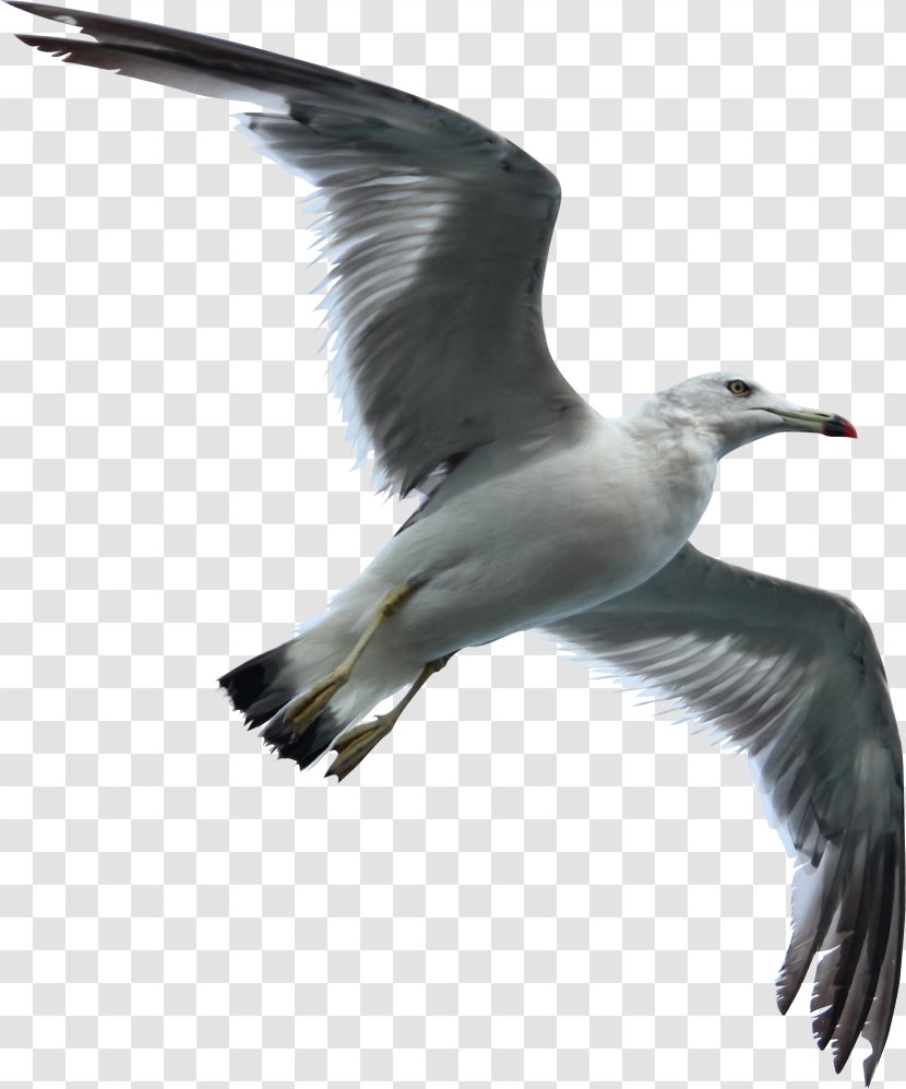 Gulls Bird Flight Sky - Seagull Swallow Transparent PNG