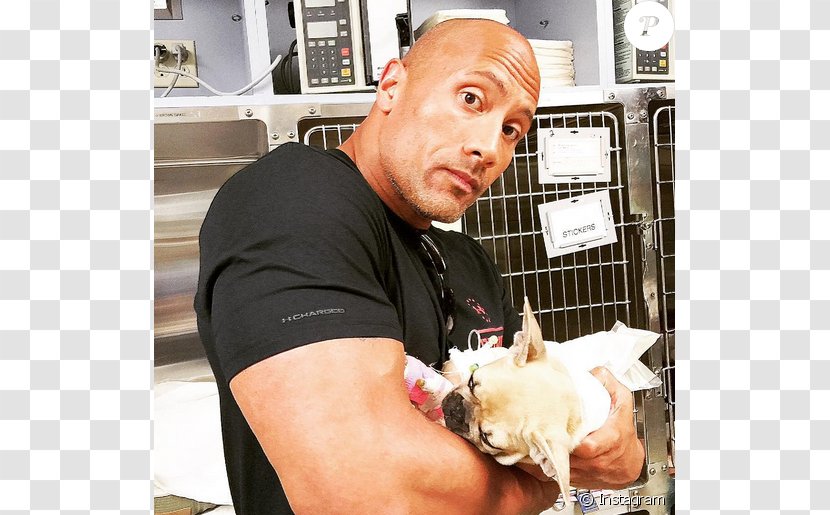 Dwayne Johnson French Bulldog Puppy The Rock Says-- : Most Electrifying Man In Sports-entertainment - Pet Transparent PNG