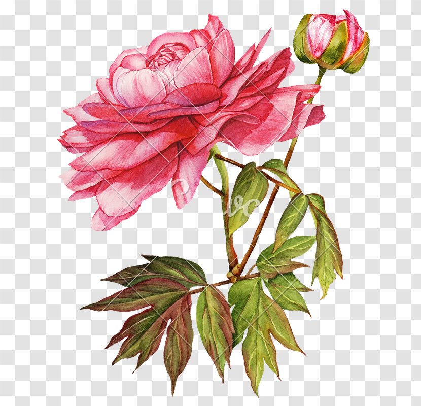 Flower Peony Garden Roses Floral Design - Botany - Watercolor Transparent PNG