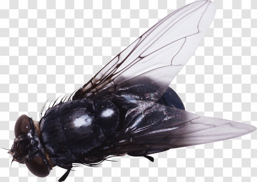 Fly Insect Clip Art - Housefly - Image Transparent PNG
