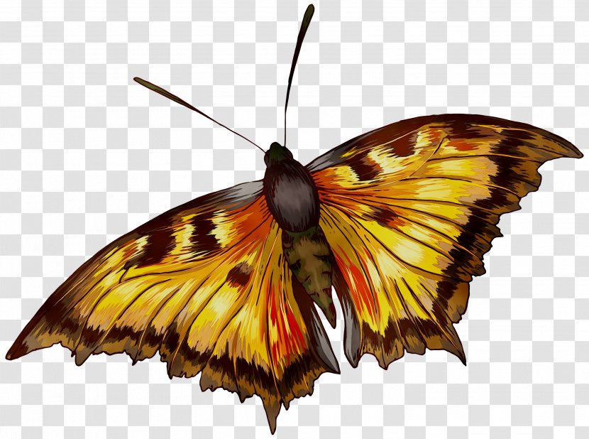 Monarch Butterfly Silkworm Brush-footed Butterflies Pieridae Insect - Moth Transparent PNG
