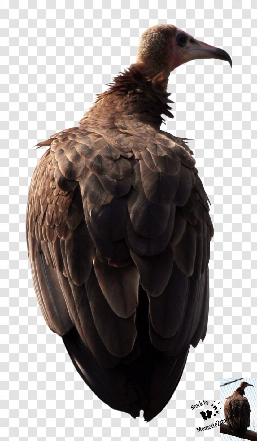 Eagle DeviantArt Stock Vulture Beak Transparent PNG