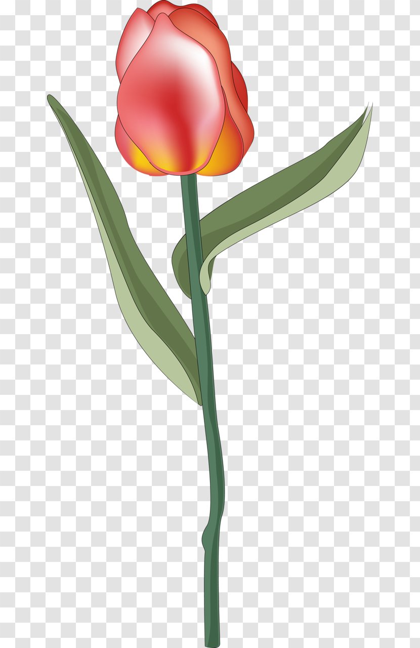 Flowering Plant Cut Flowers Tulip Transparent PNG