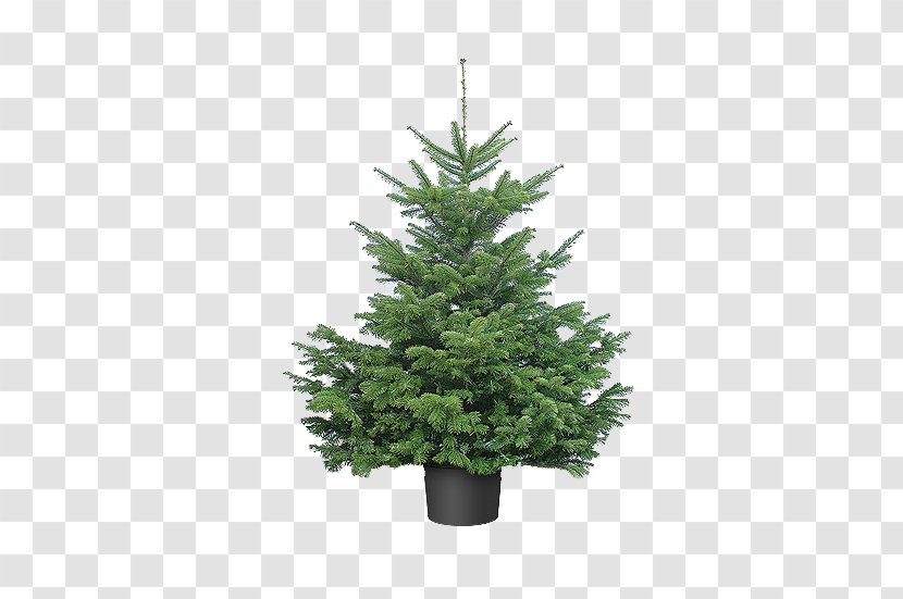 Artificial Christmas Tree Pre-lit Day Transparent PNG