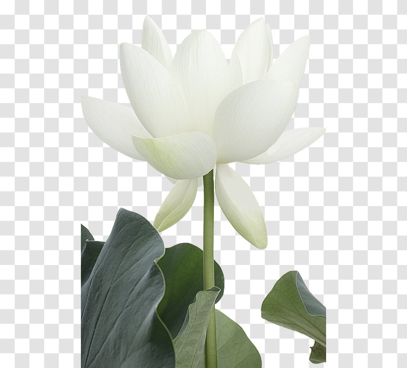 Nelumbo Nucifera White Flower Painting Petal - Magnolia Family Transparent PNG