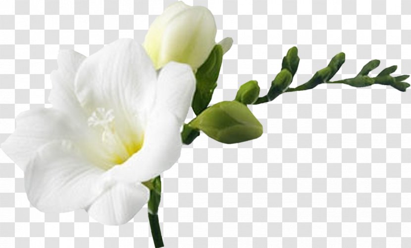Flower Bouquet White Clip Art - Yandex Search - Gazania Transparent PNG