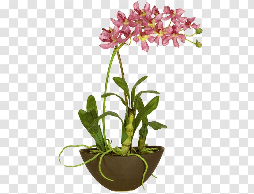 Orchids Design Image Plants - Dendrobium - Orchid Transparent PNG