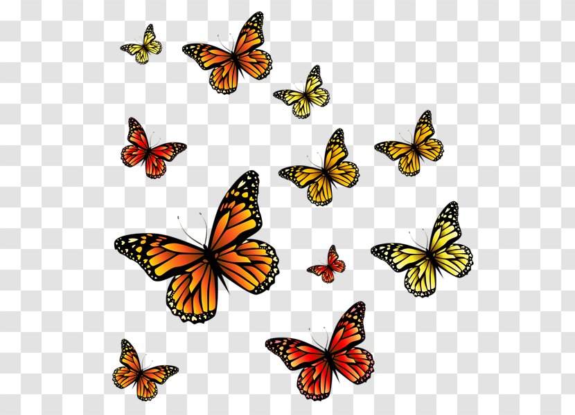 Monarch Butterfly Insect Clip Art - Pollinator - Butterflies Transparent PNG