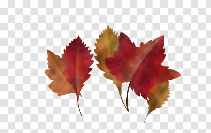 Maple Leaf Transparent PNG