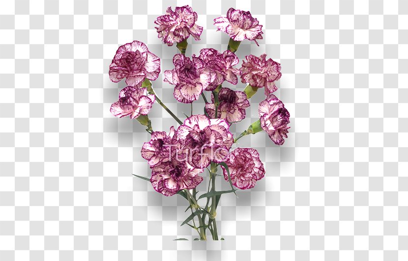 Turflor Cut Flowers Violet Lilac - Moth Orchids - Burgundy Transparent PNG