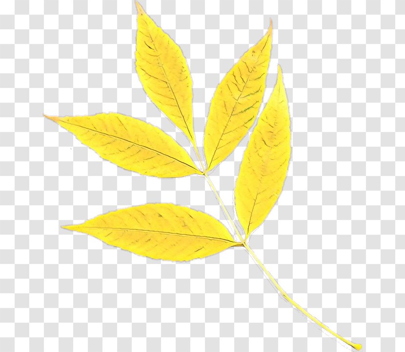 Leaf Yellow Plant Tree Flower - Woody - Flowering Transparent PNG