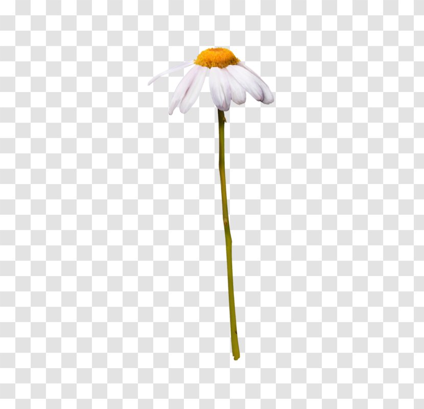 Flower Stem - Wildflower - Gerbera Transparent PNG