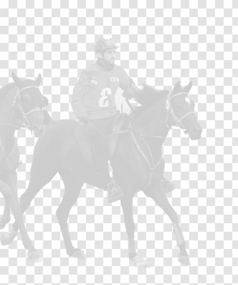 Mule Mustang Bridle Stallion Rein Transparent PNG