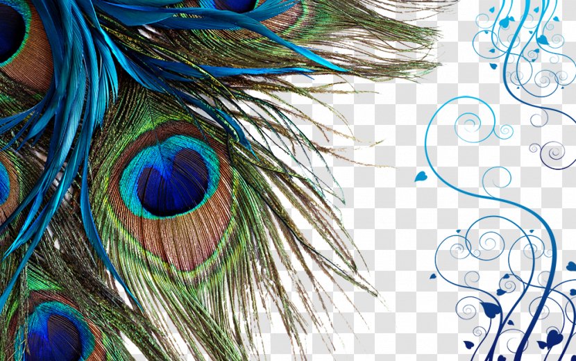 Peacock Feather - Close Up - Cotton Transparent PNG