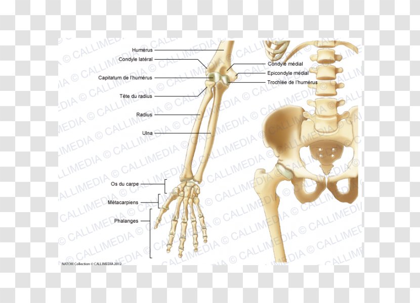 Finger Pelvis Human Anatomy Bone - Silhouette - Blitum Capitatum Transparent PNG